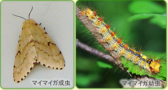 プロがすすめる毛虫の駆除対策 蛾の退治方法 虫知識 Com