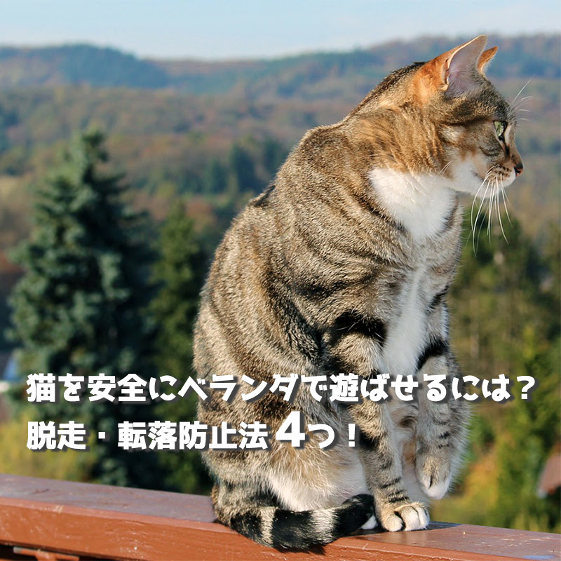 猫を安全にベランダで遊ばせるには 脱走 転落防止法4つ