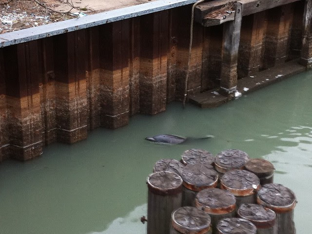 Gowanus dolphin