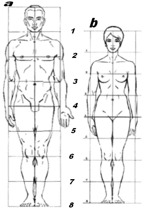 La technique du dessin - Les proportions du corps humain - Mon Âme... Un  Ecrin de Partages