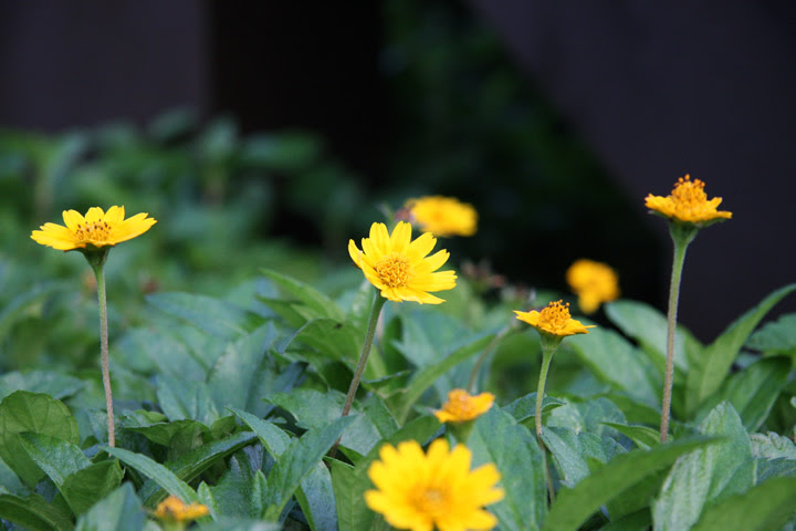 クマノギク 熊野菊 のフリー写真素材