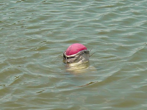 Fish1