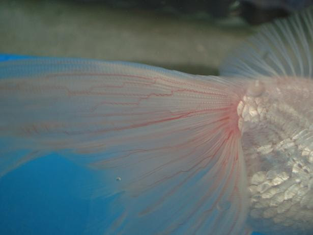 金魚飼育の真髄 金魚飼育完全マニュアル 金魚 伝心伝承 鰓病 エラ病 赤斑病 充血 鬱血 血走り 原因 症状 治療方法 注意点