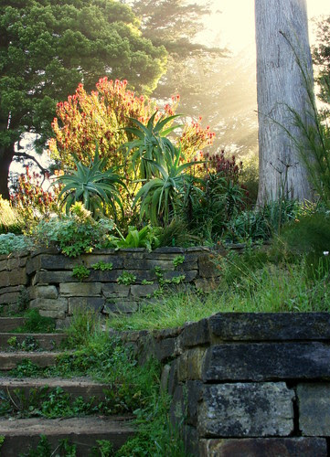 south africa bed with aloes