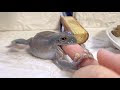 √ダウンロード アメ フク���ガエル 鳴き声 257897-アメ���クラガエル 鳴き声