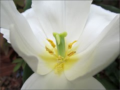 Inside a white tulip