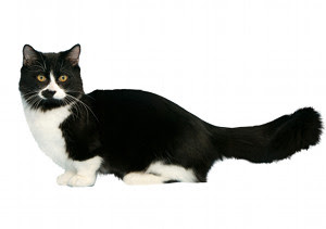 Livre Officiel Des Origines Felines