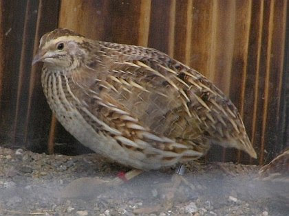 ウズラ
