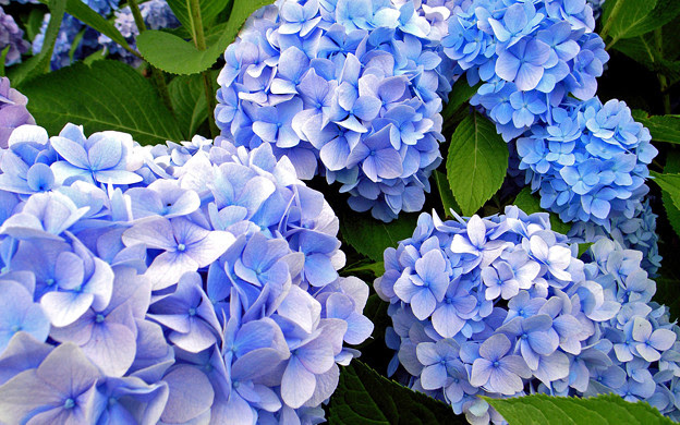 あじさい 壁紙 1680x1050 Photo Sharing Photozou