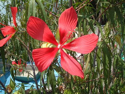 モミジアオイ もみじあおい 紅葉葵 の花言葉 花言葉事典