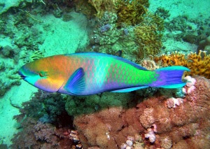 Parrotfish