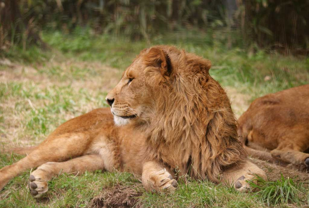 ゆんフリー写真素材集 No 9 ライオン横顔 日本 静岡