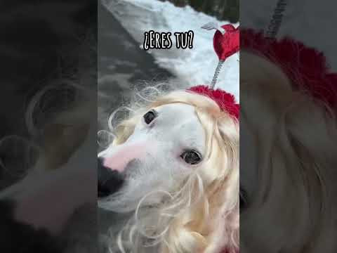 Legit thought it was her #dogs #meme #pets #funny #dogsofyoutube #shorts #shortsvideo