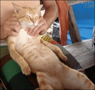 Gif Petit Chat Photos De Chats