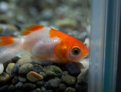 金魚の様子がおかしい 千葉のひだりうえ