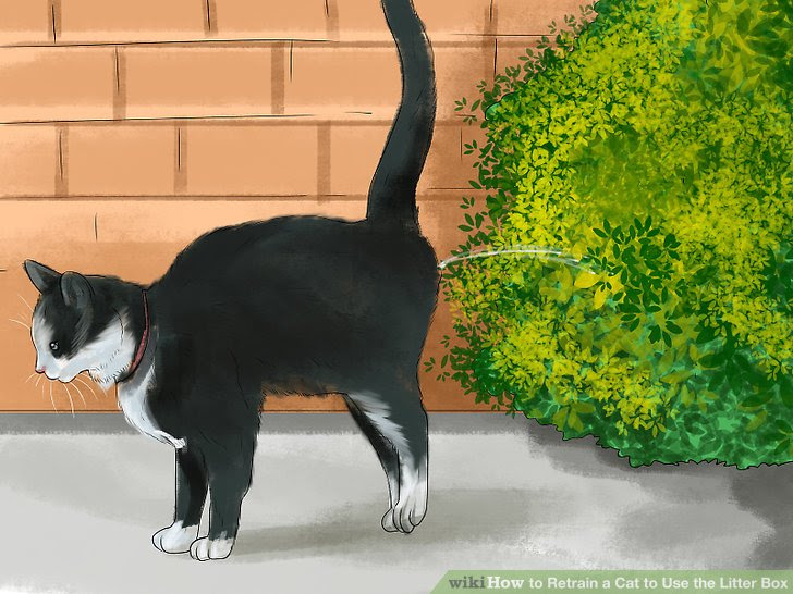 Retrain a Cat to Use the Litter Box Step 12 Version 3.jpg