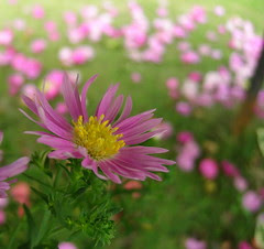 Daisy