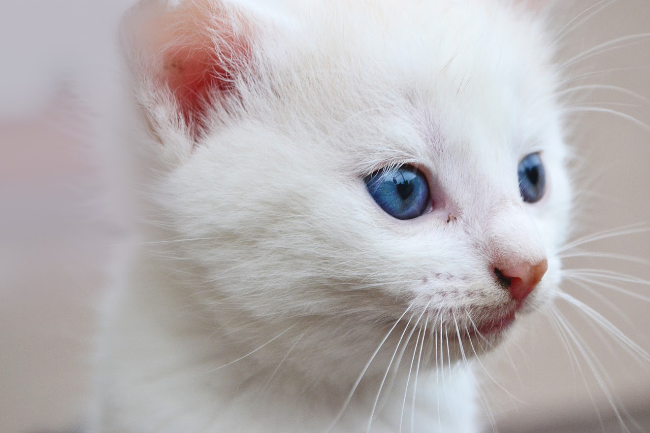 キトンブルーとは 子猫の目の色が青い理由と変化するしくみ