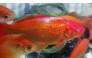 アクアワールド別館 水槽メンテナンス業務概要