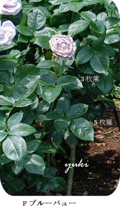 バラの切り方 剪定は正しくしていますか プロフ ユキのブログ