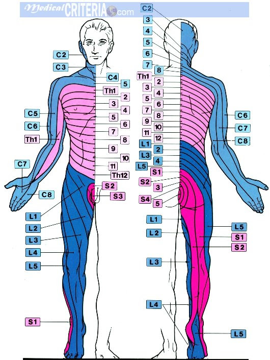 Dermatomes may overlap
