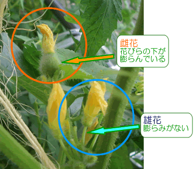 メロンの着果の方法 水耕栽培ｑ ａ