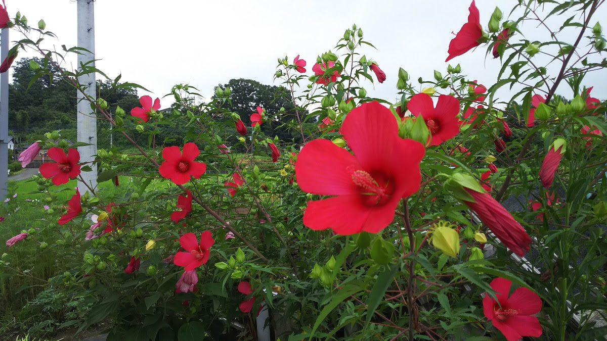 夏の花 芙蓉 白 赤 木槿 ムクゲ 他 A1 Cell エイワンセル のブログ