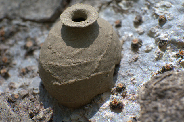 Potter Wasp nest