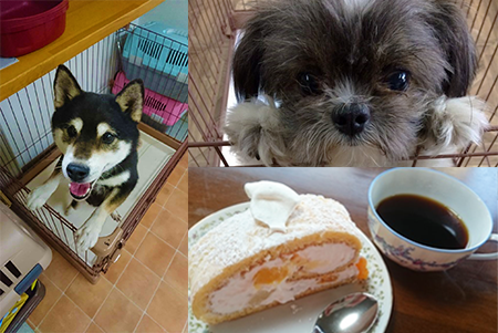 保護犬施設 ペットカフェ 経営 Dog Cafe Npo法人プロセス