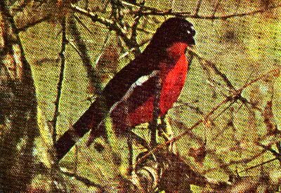 P14-4, CRIMSON-BREASTED SHRIKE