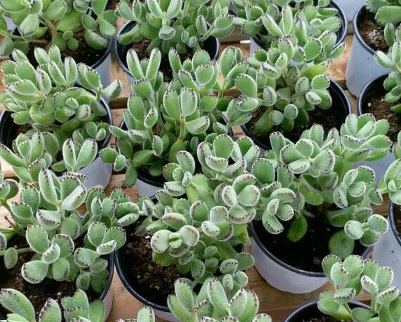 多肉植物的养护方法之 熊童子