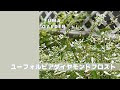 コレクション ダイヤモン�� フロスト 231204-ダイヤモ��ド フロスト