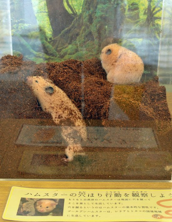 ハムスターの穴掘り行動を観察しよう Zootime