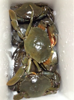 エガニ サビキのカネマン