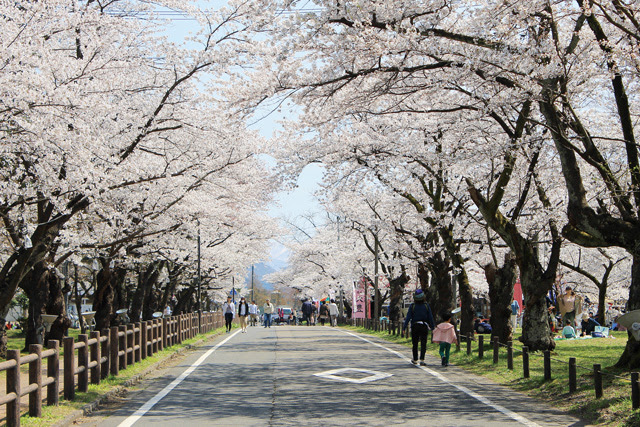 桜 村松公園 新潟県五泉市 五泉komachiコンテンツロール