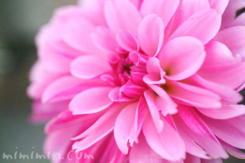 ダリアの花言葉 色別 花言葉の由来 花の写真 みみみんブログ