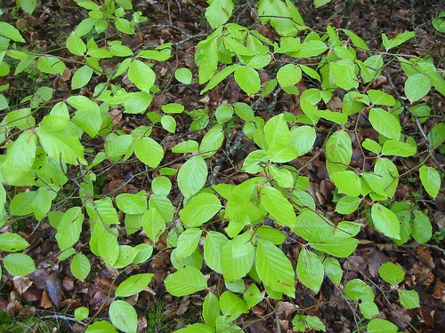 beech leaves