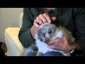 He Looked Like An Ordinary Cat. But When I Saw Him Turn Around, I Was Speechless!