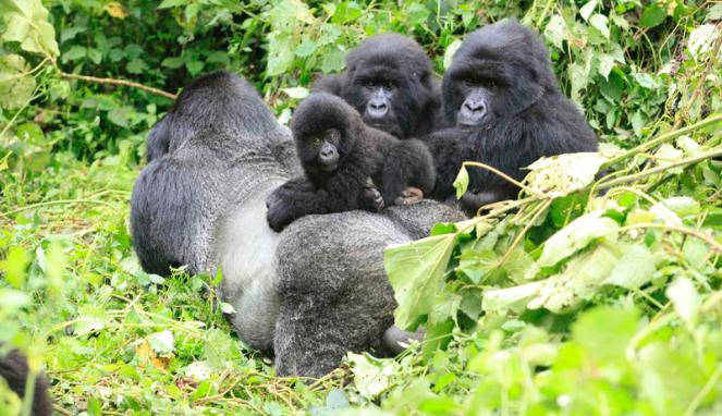 Gorila di taman nasional Kongo memerlukan perlindungan khusus dari ancaman pemburu ilegal.