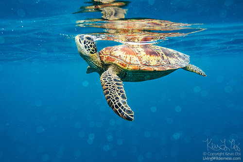 Green Sea Turtle Taking Breath, Avaavaroa Passage, Rarotonga, Cook Islands