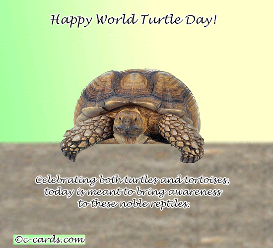 Awareness Turtle Day Free World Turtle Day Ecards Greeting Cards 123 Greetings