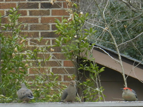 naturenotesDSCN9761