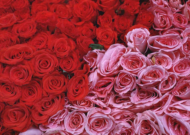 Until Valentine's Day, we will cover a rose scent or edible or rose-related 