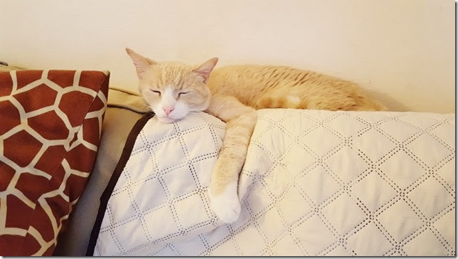 cat life hacks (800x450)