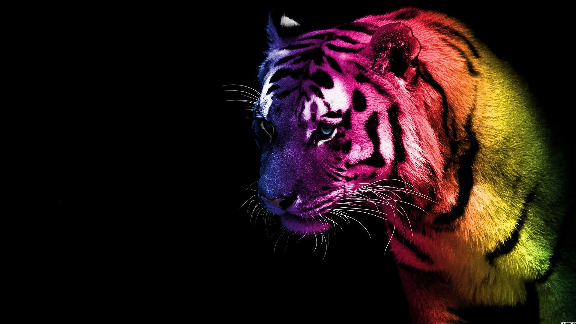 Cool Animal Wallpaper (58+ images)