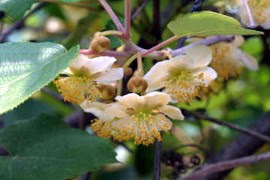 １０月７日 キウイ 今日の誕生花 366日への旅 携帯版