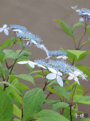 梅雨空を彩る注目の園芸品種 山アジサイ ベスト２５
