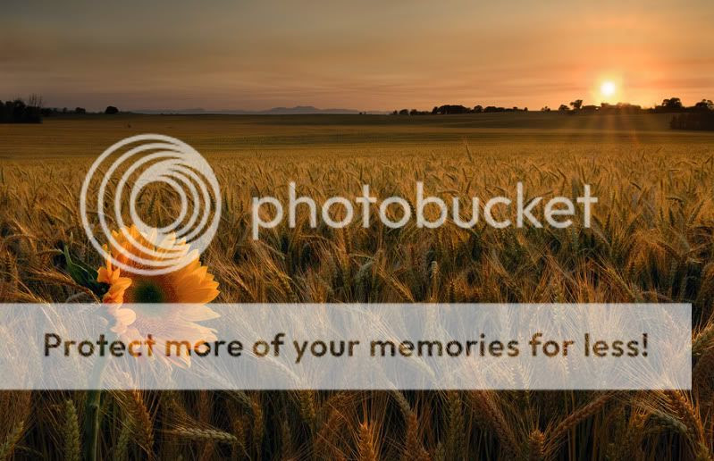 Sunflower Pictures, Images and Photos