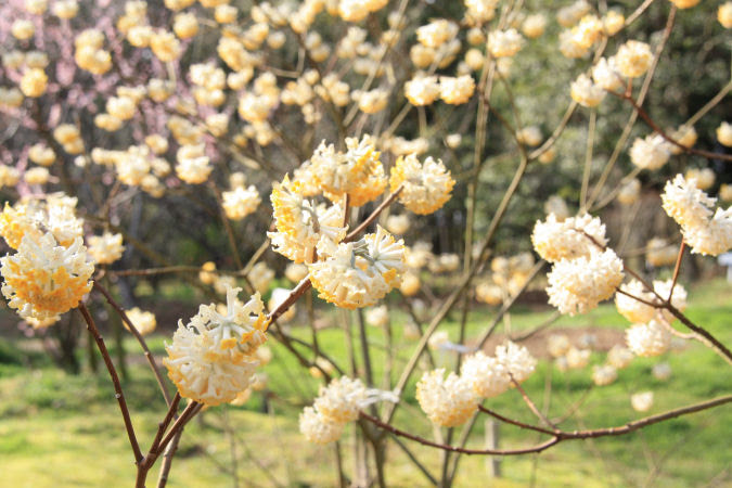 万葉植物探訪 ミツマタ