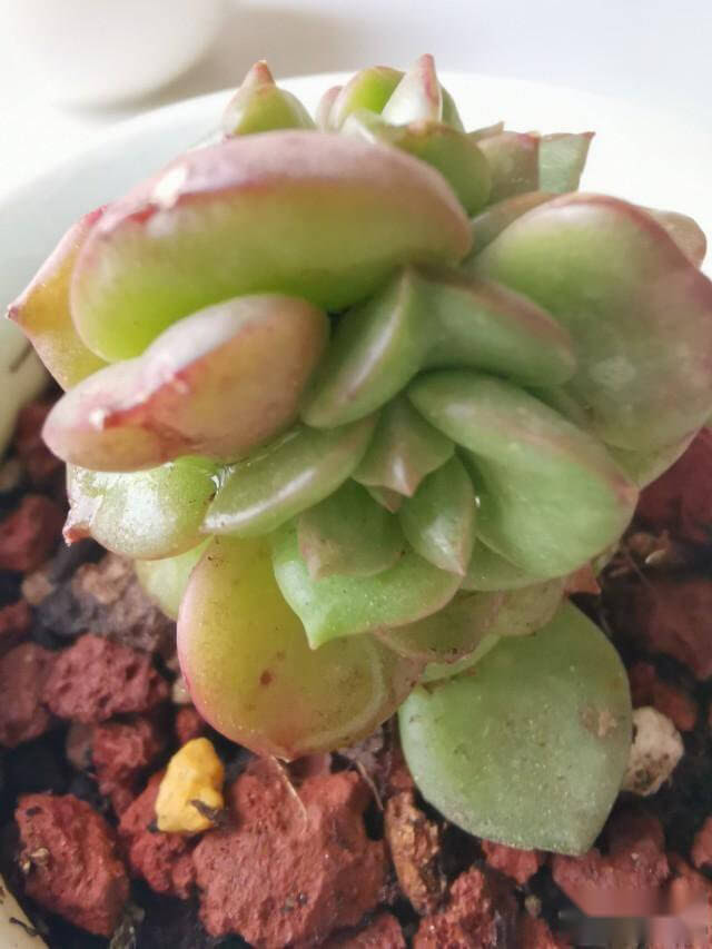 多肉蜡牡丹长了花箭怎么办 其他科属 养花百科坊